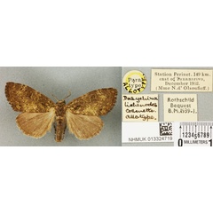 /filer/webapps/moths/media/images/L/lichenodes_Dasychira_AT_BMNHa.jpg