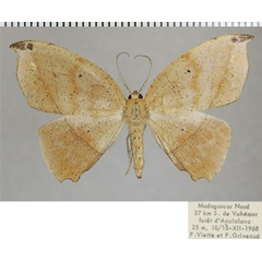 /filer/webapps/moths/media/images/C/colligata_Epigynopteryx_AF_ZSM.jpg