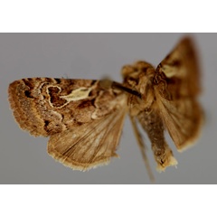 /filer/webapps/moths/media/images/S/siccata_Athetis_A_RMCA_01.jpg
