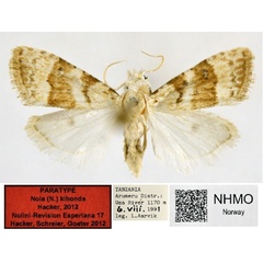 /filer/webapps/moths/media/images/K/kihonda_Nola_PT_NHMO.jpg