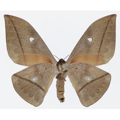 /filer/webapps/moths/media/images/G/goodii_Lobobunaea_AF_Basquinb.jpg
