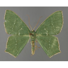 /filer/webapps/moths/media/images/M/melanopis_Metallochlora_A_ZSM_01.jpg
