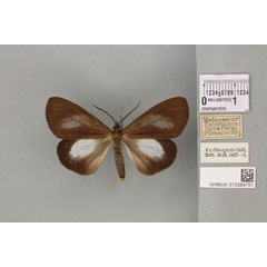 /filer/webapps/moths/media/images/I/infumata_Nyctemera_ST_BMNH_07a.jpg