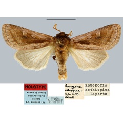 /filer/webapps/moths/media/images/A/aethiopica_Rougeotia_HT_MNHN.jpg
