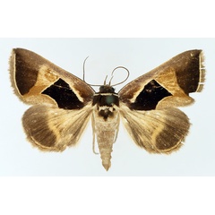 /filer/webapps/moths/media/images/E/embolophora_Fodina_AM_TMSA_01.jpg