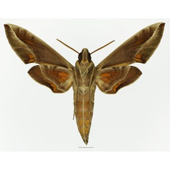 /filer/webapps/moths/media/images/N/nerii_Daphnis_AM_Basquin_01b.jpg