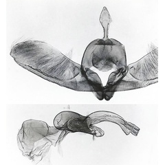 /filer/webapps/moths/media/images/D/daemonica_Platyptilia_GMLT_BMNH.jpg