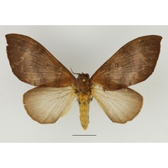 /filer/webapps/moths/media/images/S/semifasciata_Pachymeta_AF_Basquin_02.jpg