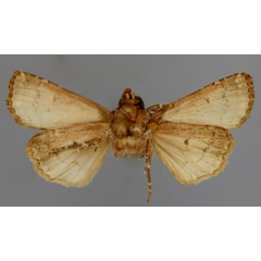 /filer/webapps/moths/media/images/A/africana_Feliniopsis_A_RMCA_02.jpg