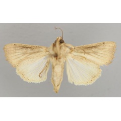 /filer/webapps/moths/media/images/C/continentalis_Leucania_PT_RMCA_02.jpg
