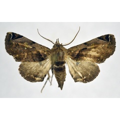 /filer/webapps/moths/media/images/E/ethiopica_Penicillaria_AF_NHMO.jpg