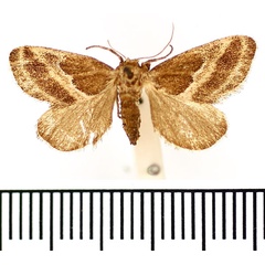 /filer/webapps/moths/media/images/T/tenuifascia_Halseyia_AF_BMNH.jpg