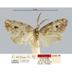 /filer/webapps/moths/media/images/U/unipuncta_Viettesia_HT_MNHN.jpg