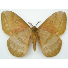 /filer/webapps/moths/media/images/J/jefferyi_Bunaeopsis_HT_NHMUKb.jpg