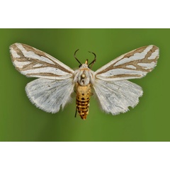 /filer/webapps/moths/media/images/A/arborifera_Paralacydes_A_Butler.jpg