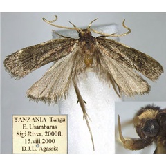 /filer/webapps/moths/media/images/T/tangaensis_Protolychnis_HT_BMNH.jpg