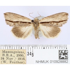 /filer/webapps/moths/media/images/I/incurvata_Crionica_AM_BMNH.jpg