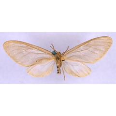/filer/webapps/moths/media/images/M/microsippia_Nacliodes_ST_BMNH_01.jpg