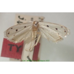 /filer/webapps/moths/media/images/Q/quadripunctella_Cryptolechia_HT_MNHN.jpg