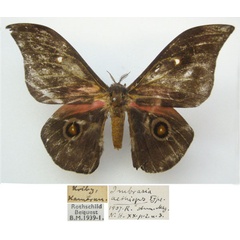 /filer/webapps/moths/media/images/A/aethiops_Imbrasia_HT_NHMUKa.jpg