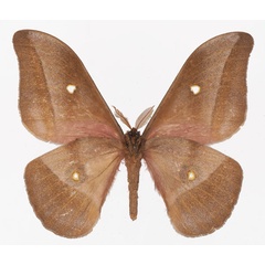 /filer/webapps/moths/media/images/P/perscitus_Gonimbrasia_AM_Basquinb.jpg
