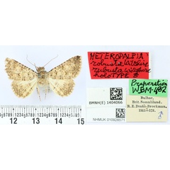 /filer/webapps/moths/media/images/R/robusta_Heteropalpia_HT_BMNH.jpg