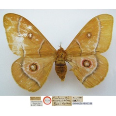 /filer/webapps/moths/media/images/A/aurantiaca_Nudaurelia_HT_NHMUKa.jpg