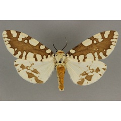 /filer/webapps/moths/media/images/M/marginalis_Afrowatsonius_AF_BMNH.jpg