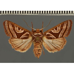 /filer/webapps/moths/media/images/M/malagasa_Conservula_AF_Fiebig.jpg
