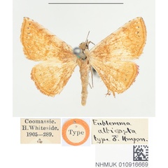 /filer/webapps/moths/media/images/A/albicosta_Eublemma_HT_BMNH.jpg
