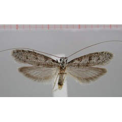 /filer/webapps/moths/media/images/J/jamaka_Ceromitia_HT_TMSA.jpg