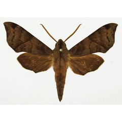 /filer/webapps/moths/media/images/S/subapicalis_Temnora_AM_Basquin_02.jpg