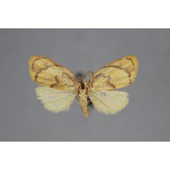 /filer/webapps/moths/media/images/A/argentata_Paremonia_A_BMNH.jpg