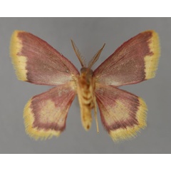 /filer/webapps/moths/media/images/E/erythraria_Chrysocraspeda_A_ZSM_02.jpg