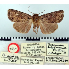 /filer/webapps/moths/media/images/S/subsagula_Eutamsia_HT_BMNH.jpg