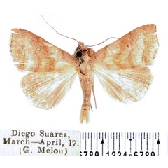 /filer/webapps/moths/media/images/L/lajonquierei_Mafana_AM_BMNH_02.jpg