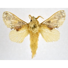 /filer/webapps/moths/media/images/S/scilla_Odontocheilopteryx_AF_NHMO.jpg