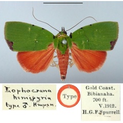 /filer/webapps/moths/media/images/H/hemipyria_Lophocrania_HT_BMNH.jpg