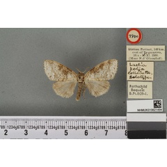 /filer/webapps/moths/media/images/P/polia_Laelia_HT_BMNHa.jpg
