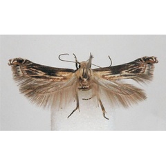 /filer/webapps/moths/media/images/P/pausimacha_Polyhymno_PTF_BMNH.jpg