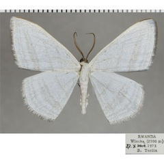 /filer/webapps/moths/media/images/P/parallelaria_Myrteta_AM_ZSMa.jpg