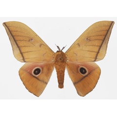 /filer/webapps/moths/media/images/M/melanoneura_Lobobunaea_AM_Basquina.jpg