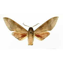 /filer/webapps/moths/media/images/B/bicolor_Phylloxiphia_AM_Basquin_04.jpg