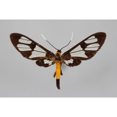 /filer/webapps/moths/media/images/O/ochsenheimeri_Myopsyche_A_BMNH.jpg