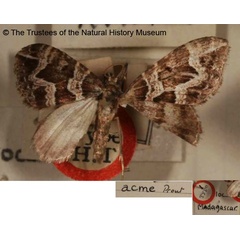 /filer/webapps/moths/media/images/A/acme_Coenotephria_HT_BMNH.jpg