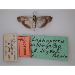 /filer/webapps/moths/media/images/S/seydeli_Lophoptera_HT_RMCA_02.jpg