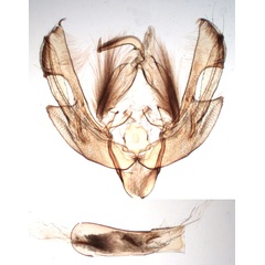 /filer/webapps/moths/media/images/P/plana_Leucania_GMHT_BMNH_2213.jpg
