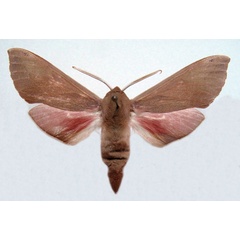 /filer/webapps/moths/media/images/P/punctum_Phylloxiphia_AM_Basquin_02.jpg
