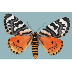 /filer/webapps/moths/media/images/C/curlei_Callioratis_AF_Staude.jpg