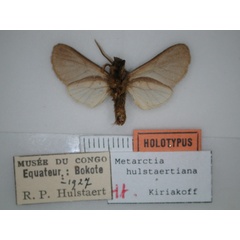/filer/webapps/moths/media/images/H/hulstaertiana_Metarctia_HT_RMCA_02.jpg